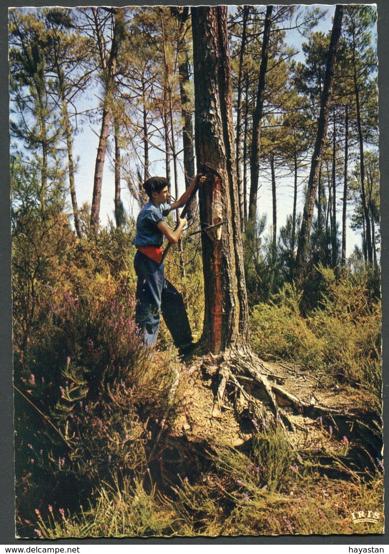 LOT DE 50 CARTES POSTALES DES LANDES 40