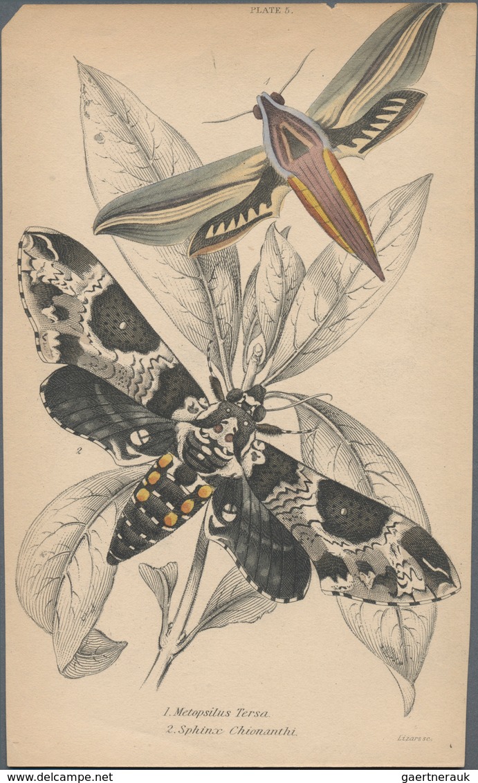 Thematik: Tiere-Schmetterlinge / Animals-butterflies: 1870/2000 (ca.), Sophisticated Holding Of Appr - Vlinders
