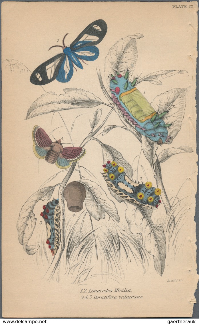 Thematik: Tiere-Schmetterlinge / animals-butterflies: 1870/2000 (ca.), sophisticated holding of appr