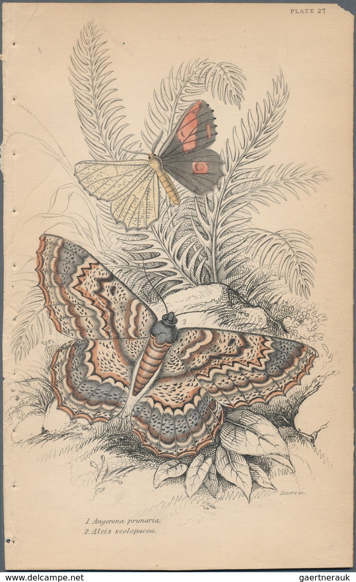 Thematik: Tiere-Schmetterlinge / animals-butterflies: 1870/2000 (ca.), sophisticated holding of appr