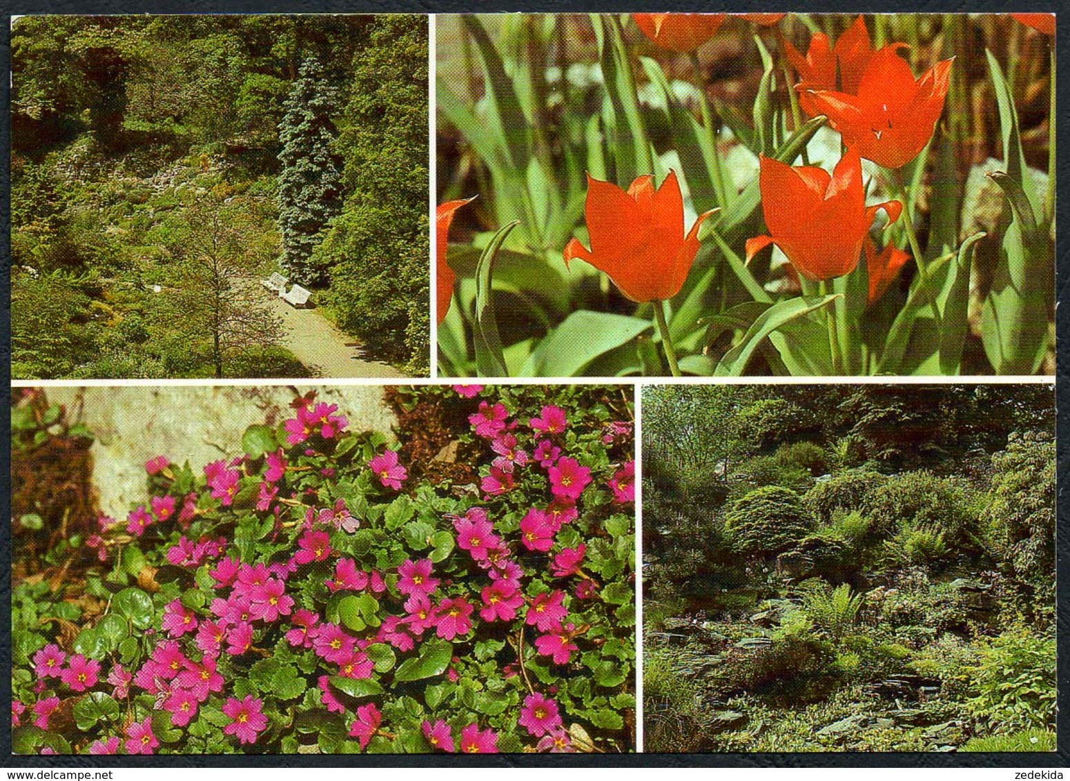 C6397 - Jena Botanischer Garten Friedrich Schiller Universität Alpinum - Blumen Pflanzen - Reichenbach DDR - Sonstige & Ohne Zuordnung