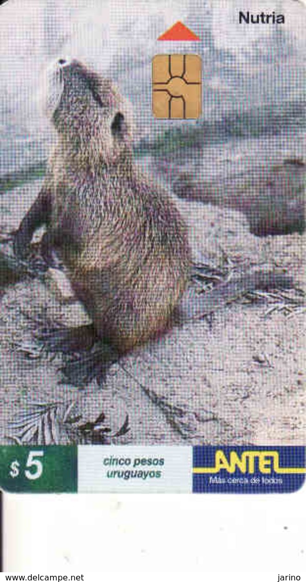 Uruguay, Antel Chip Fauna, Nutria - Uruguay