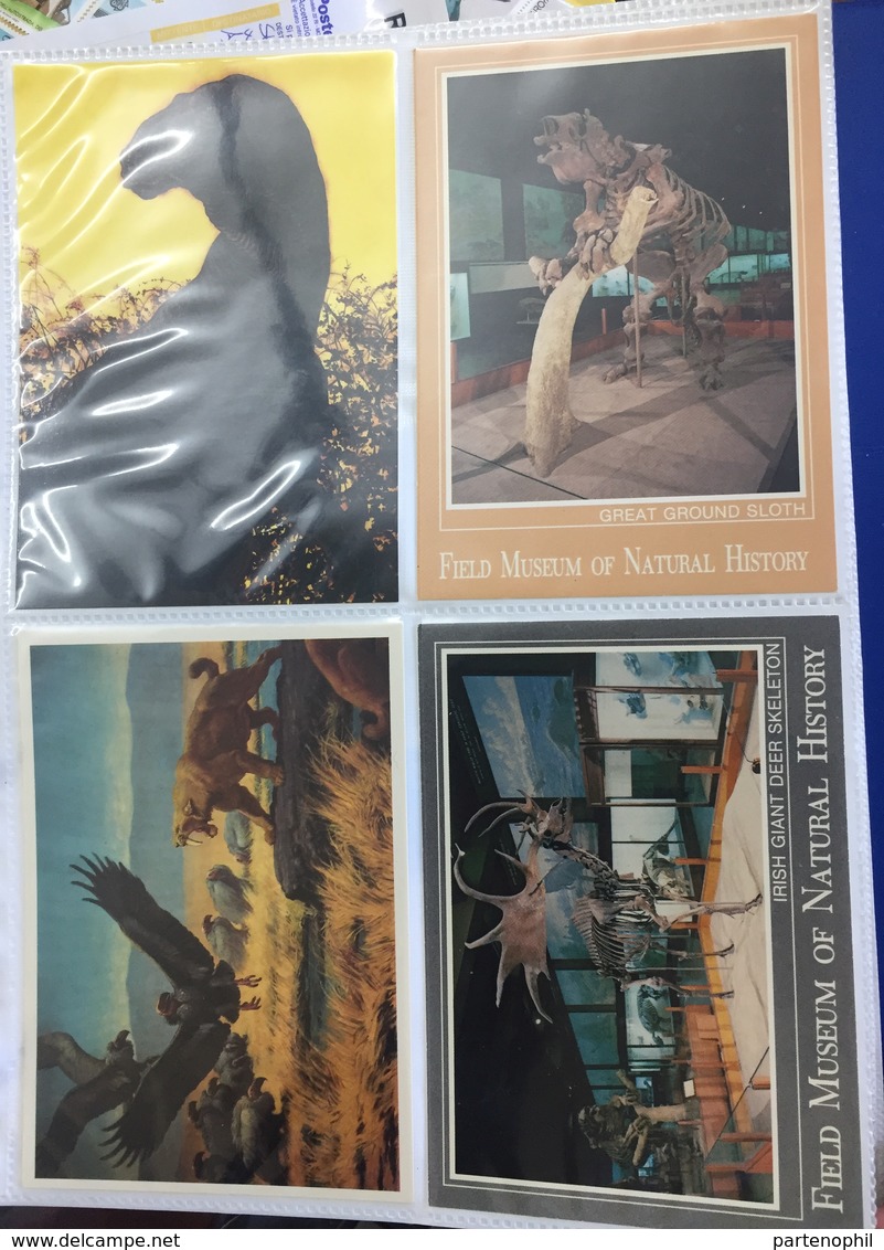 4 Postcards Dinosauri Dinosaurs Prehistoric Animals - Preistorici