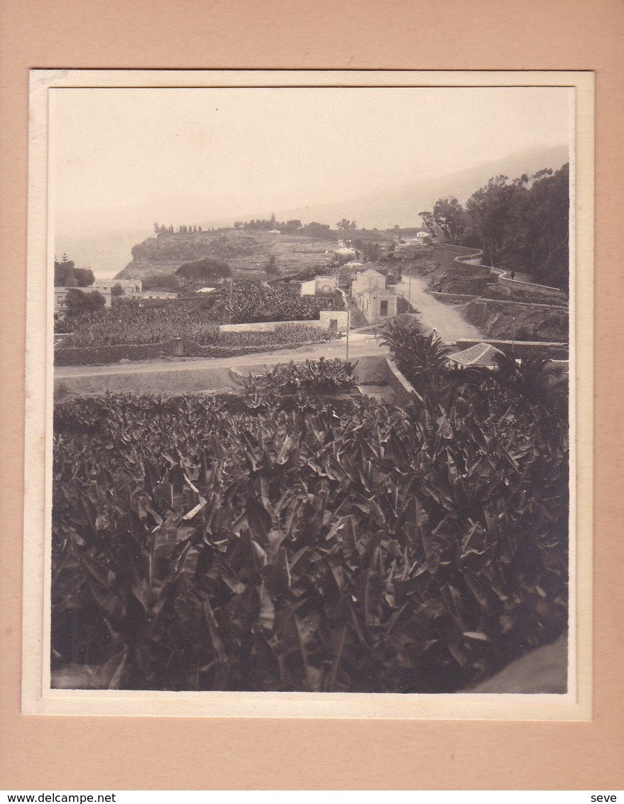 TENERIFE  Puerto De La Cruz Près Du BARRANCO De MARTIANEZ 1921  Photo Amateur Format Environ 7,5 Cm X 5,5 Cm ESPAGNE - Lugares