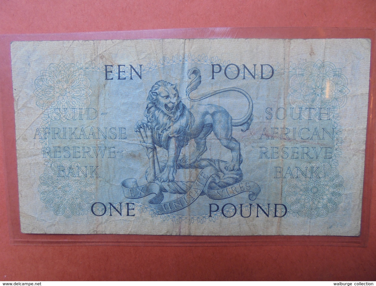 AFRIQUE DU SUD 1 POUND 1951 CIRCULER (B.3) - Afrique Du Sud