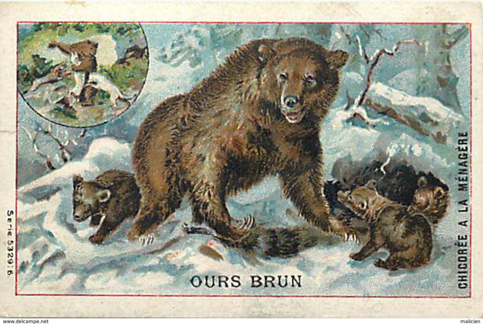 - Chromos- Ref-chA361- Duroyer Et Ramette - Chicorée A La Ménagère - Cambrai - Nord - L Ours Brun - Animaux - - Duroyon & Ramette