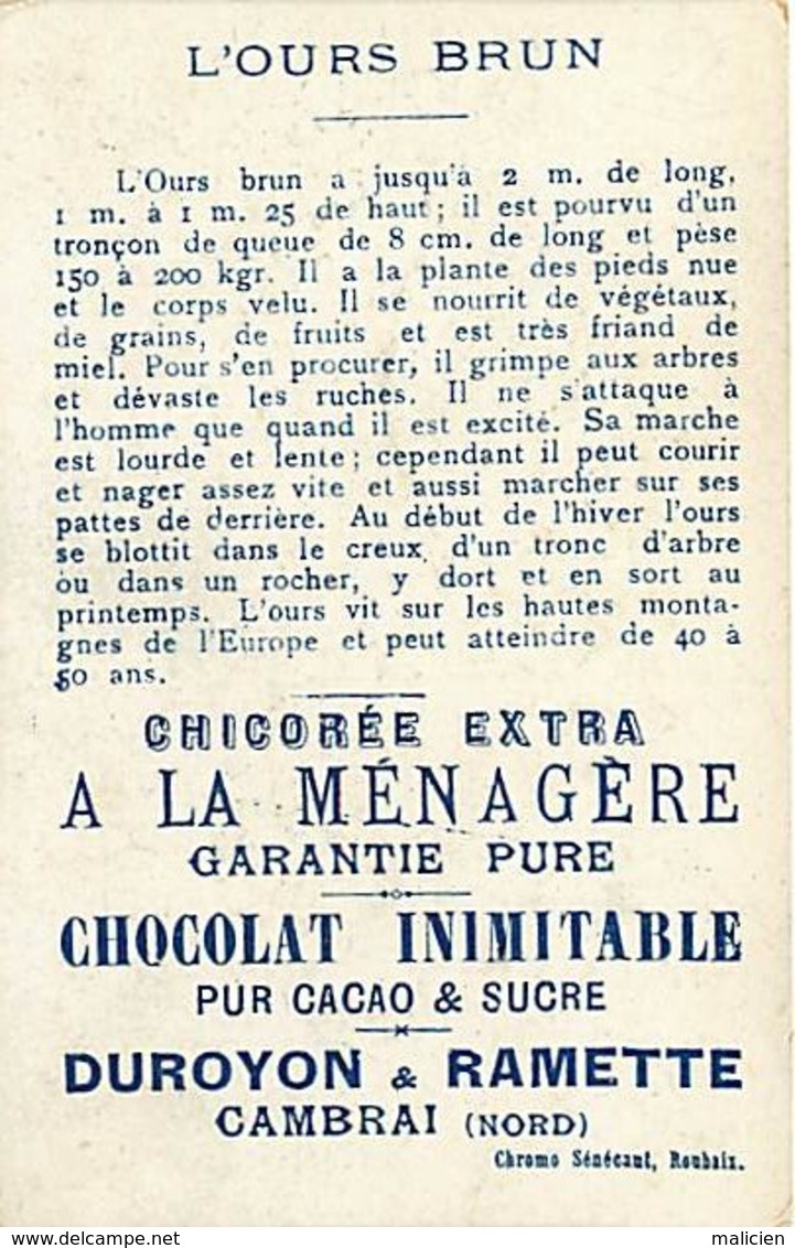 - Chromos- Ref-chA361- Duroyer Et Ramette - Chicorée A La Ménagère - Cambrai - Nord - L Ours Brun - Animaux - - Duroyon & Ramette