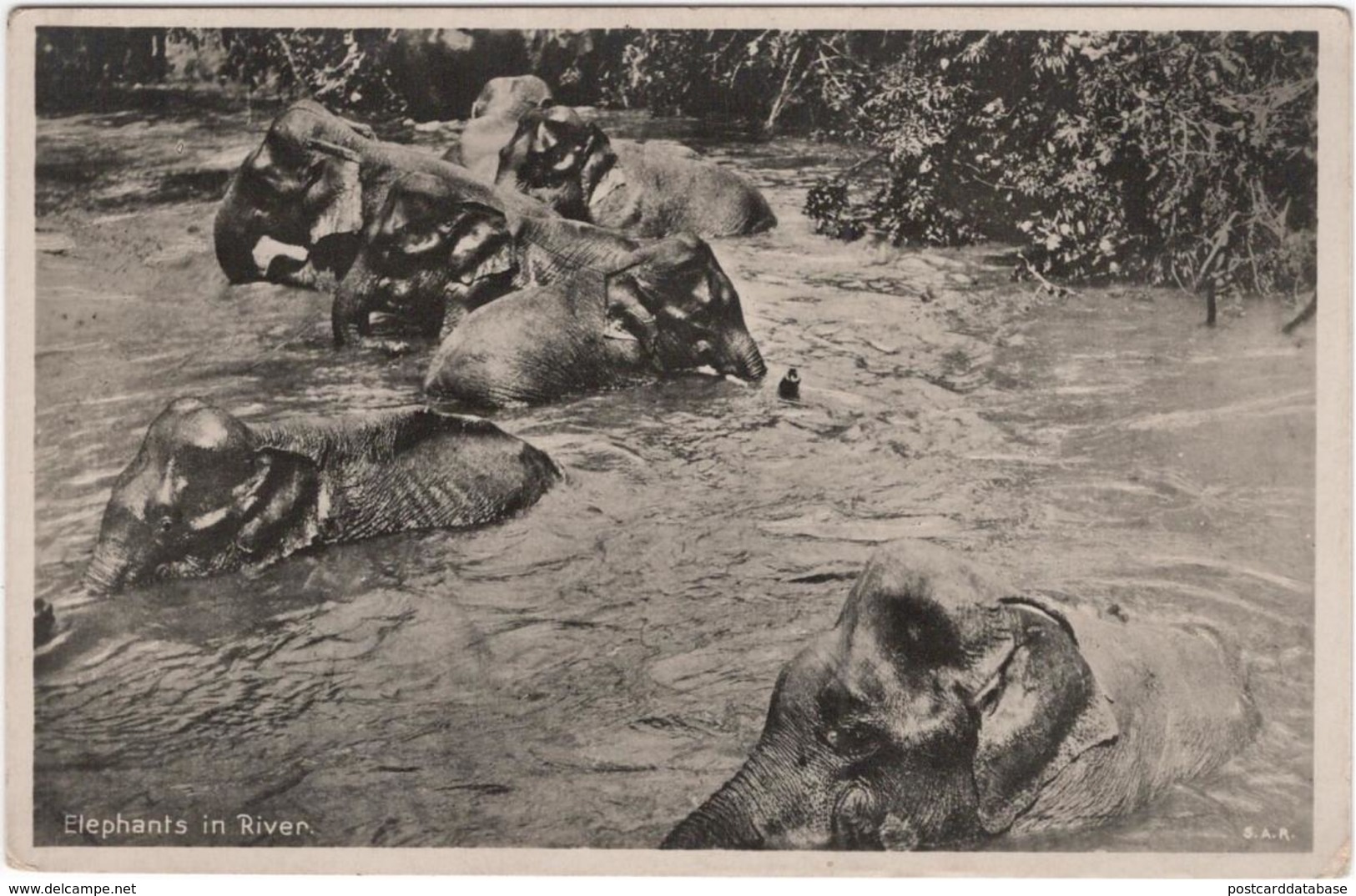 Elephants In River - South Africa