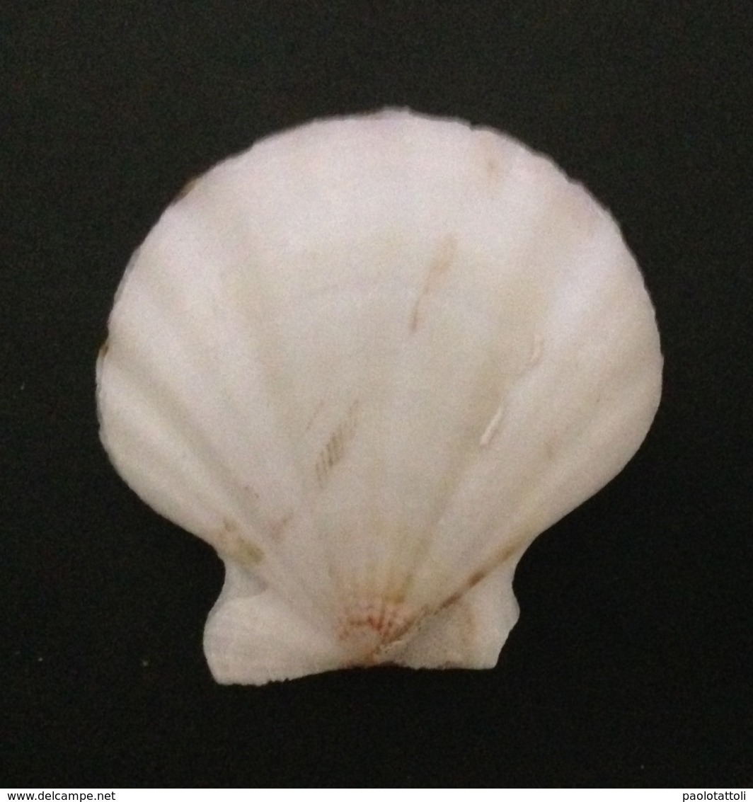 Flexopecten Glaber (Linnè,1758) Form Proteus (Dillwyn,1817). Chioggia, Adriatic Sea, Italy. - Conchiglie