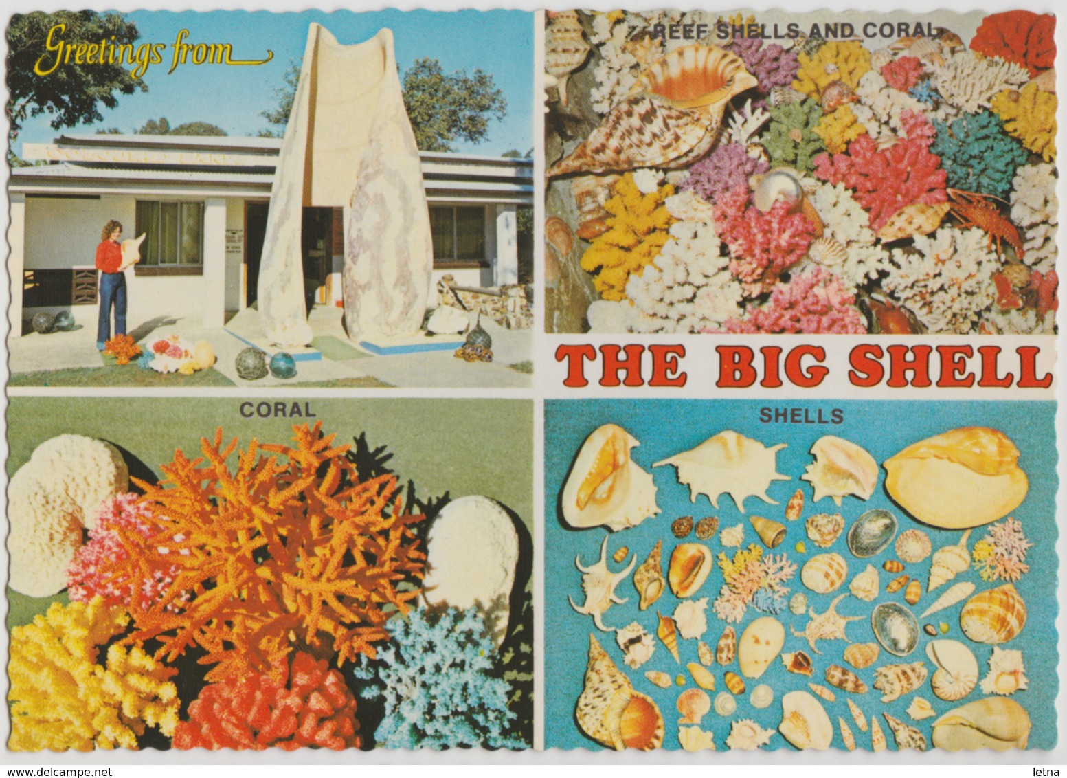 Australia QUEENSLAND QLD Coral Seashells The Big Shell TEWANTIN Sunshine Coast Kuskopf 95 Postcard C1970s - Sunshine Coast