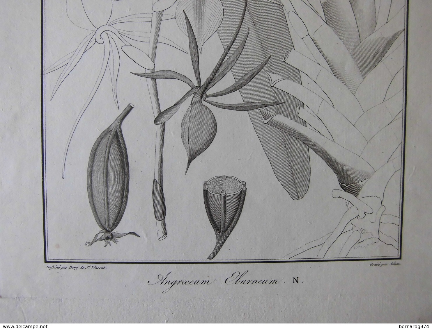 Bourbon : Trois Eaux Fortes Par Bory De Saint-Vincent (1804) Plantes Endémiques De La Réunion - Historical Documents
