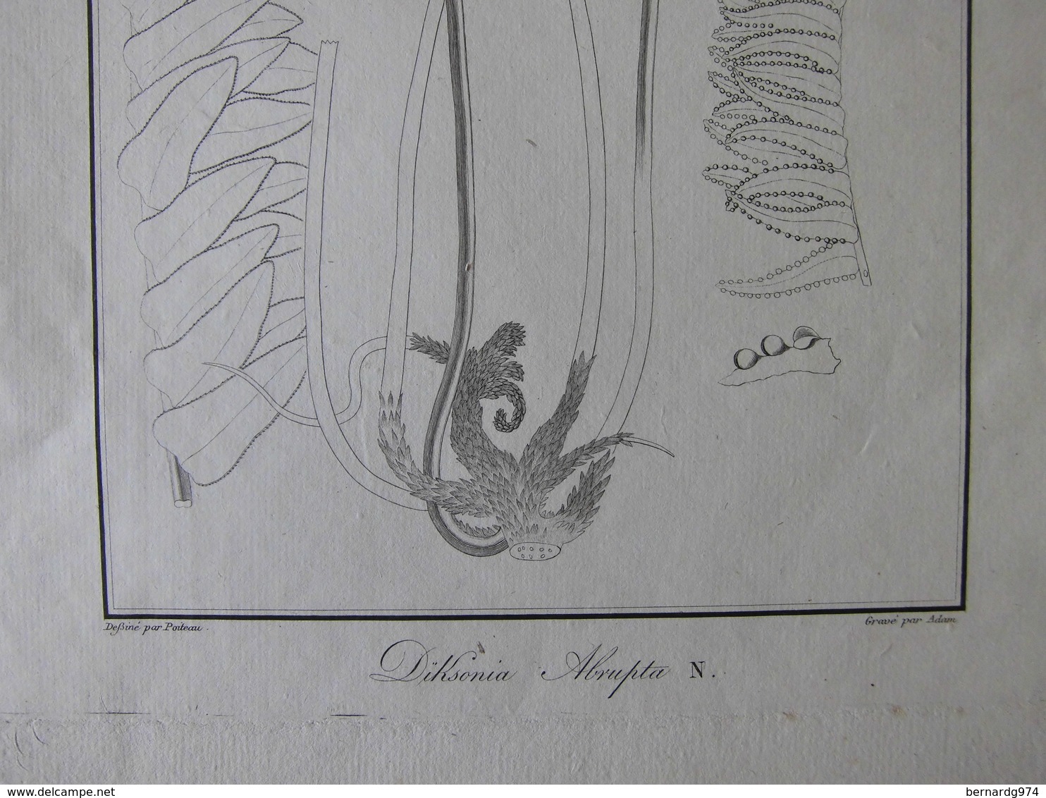 Bourbon : trois eaux fortes par Bory de Saint-Vincent (1804) Plantes endémiques de la Réunion