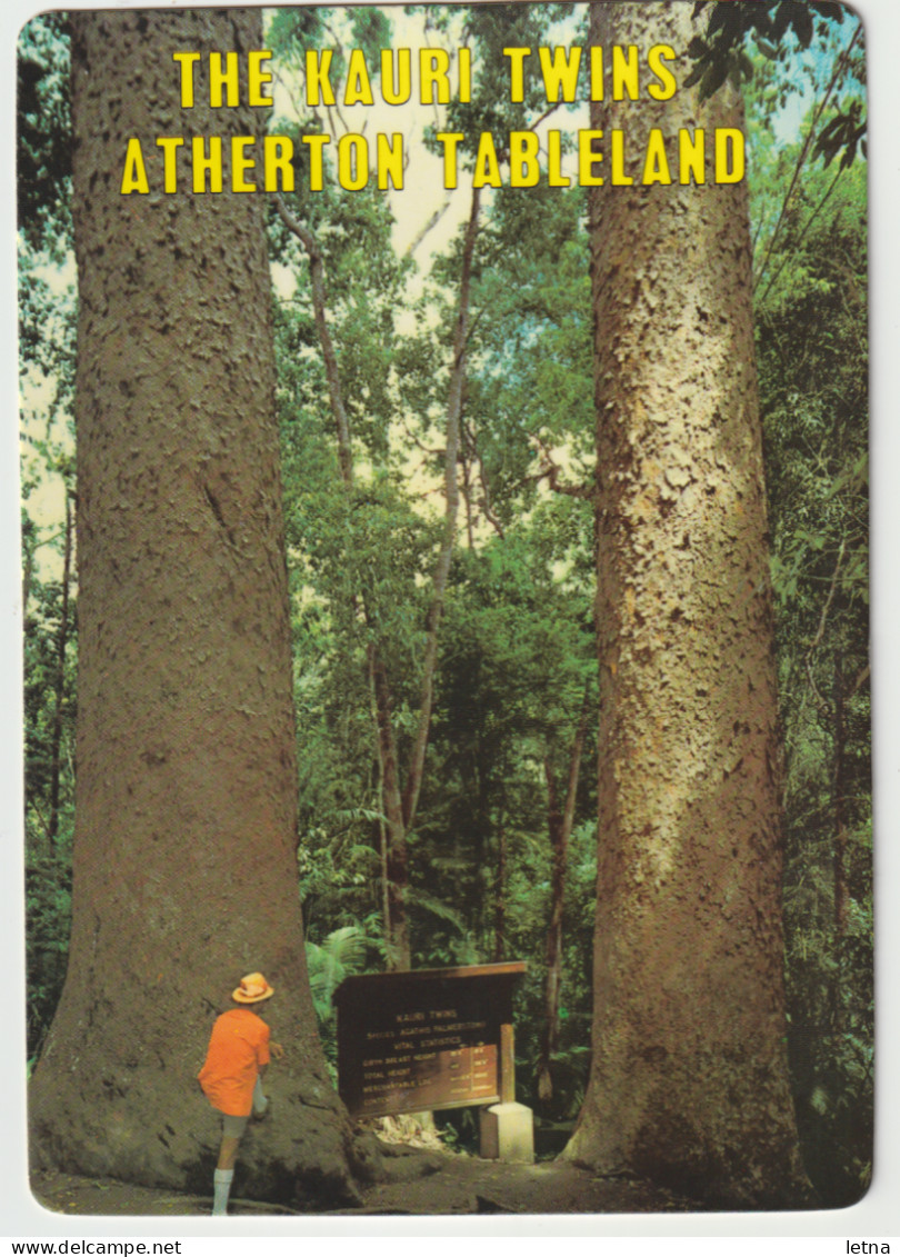 Australia QUEENSLAND QLD Giant Kauri Trees LAKE BARRINE Atherton Tableland Murray Views W47 Postcard C1980s - Atherton Tablelands