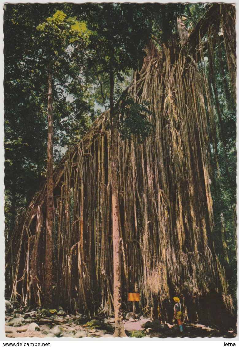 Australia QUEENSLAND QLD Fig Tree Near CAIRNS Engelander Kruger 799/25 Postcard C1960s - Cairns