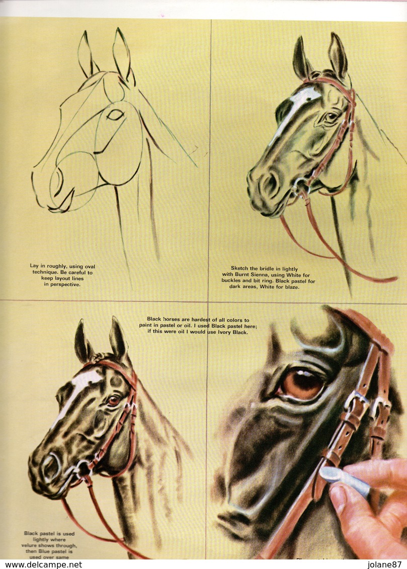 LIVRE    HORSES HEADS IN OILS AND PASTELS   BY DON SCHWARTZ - Other & Unclassified