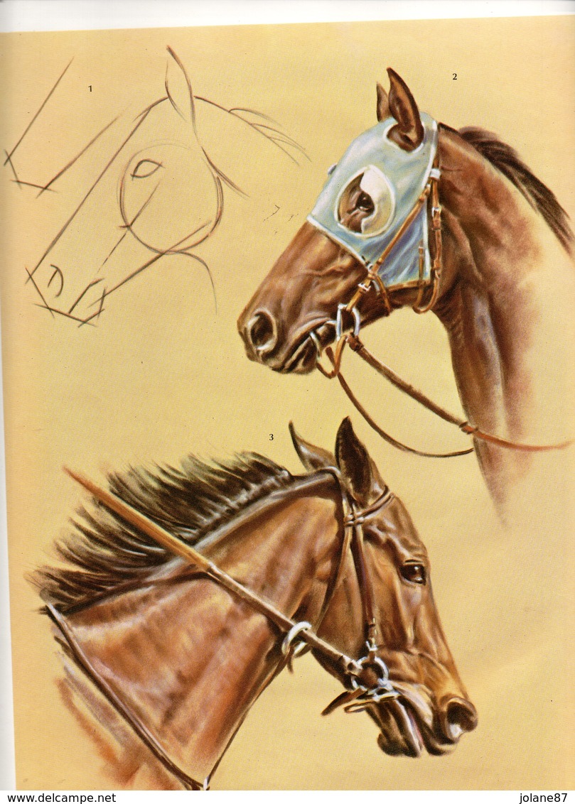 LIVRE    HORSES HEADS IN OILS AND PASTELS   BY DON SCHWARTZ - Altri & Non Classificati