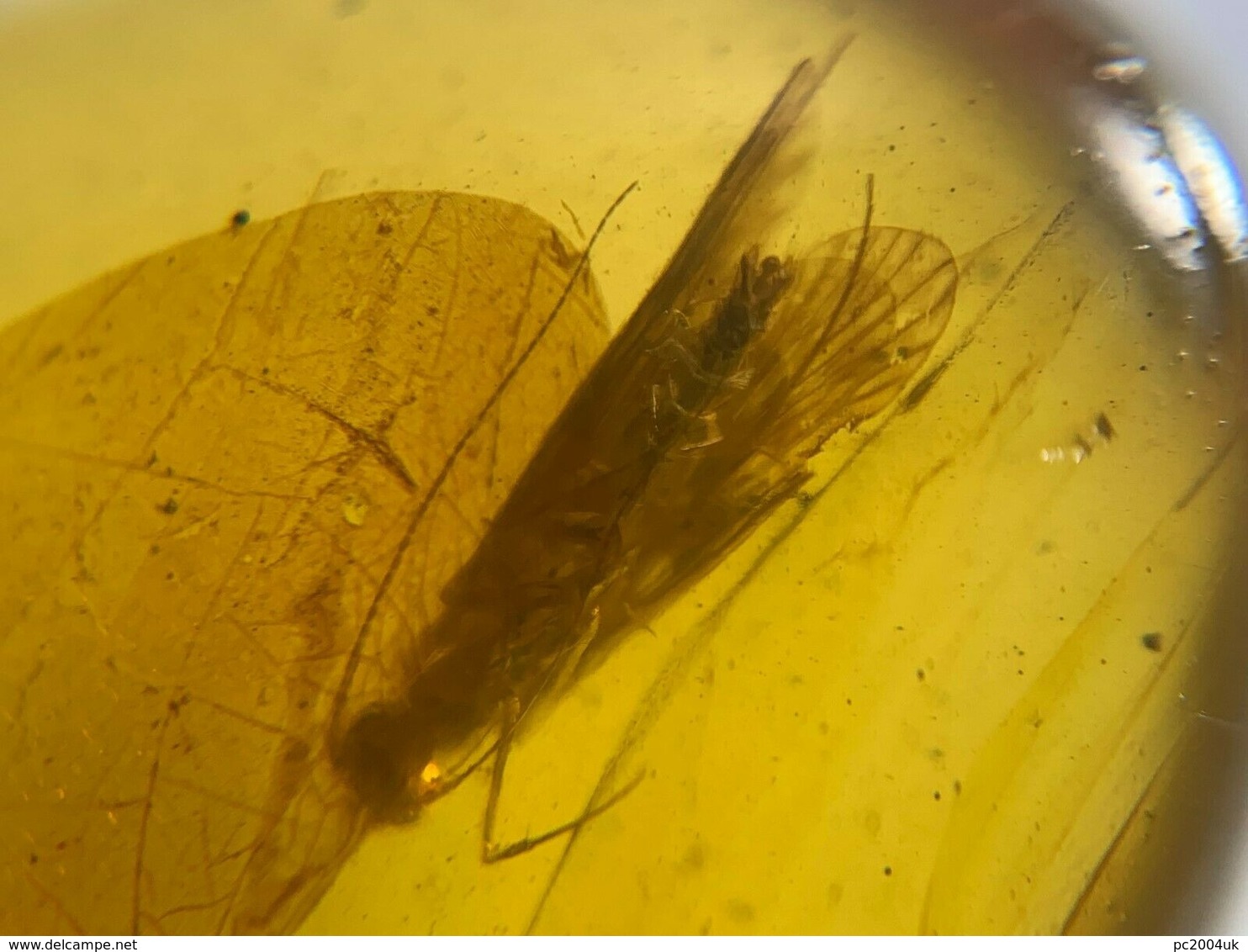 Burmese / Burmite Amber With A Caddis Fly Inclusion. Free Shipping - Archaeology