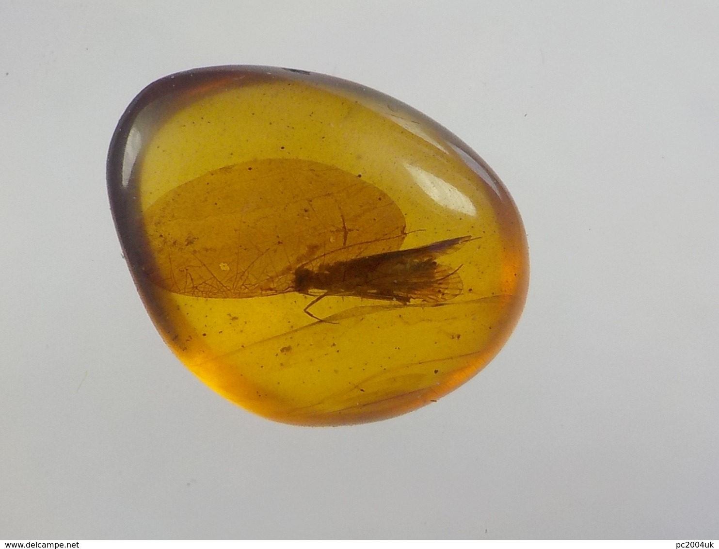 Burmese / Burmite Amber With A Caddis Fly Inclusion. Free Shipping - Archaeology