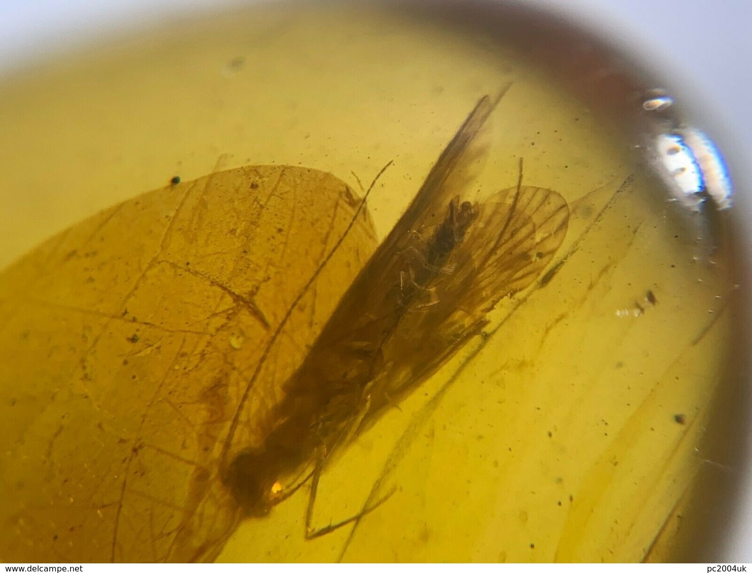 Burmese / Burmite Amber With A Caddis Fly Inclusion. Free Shipping - Archaeology