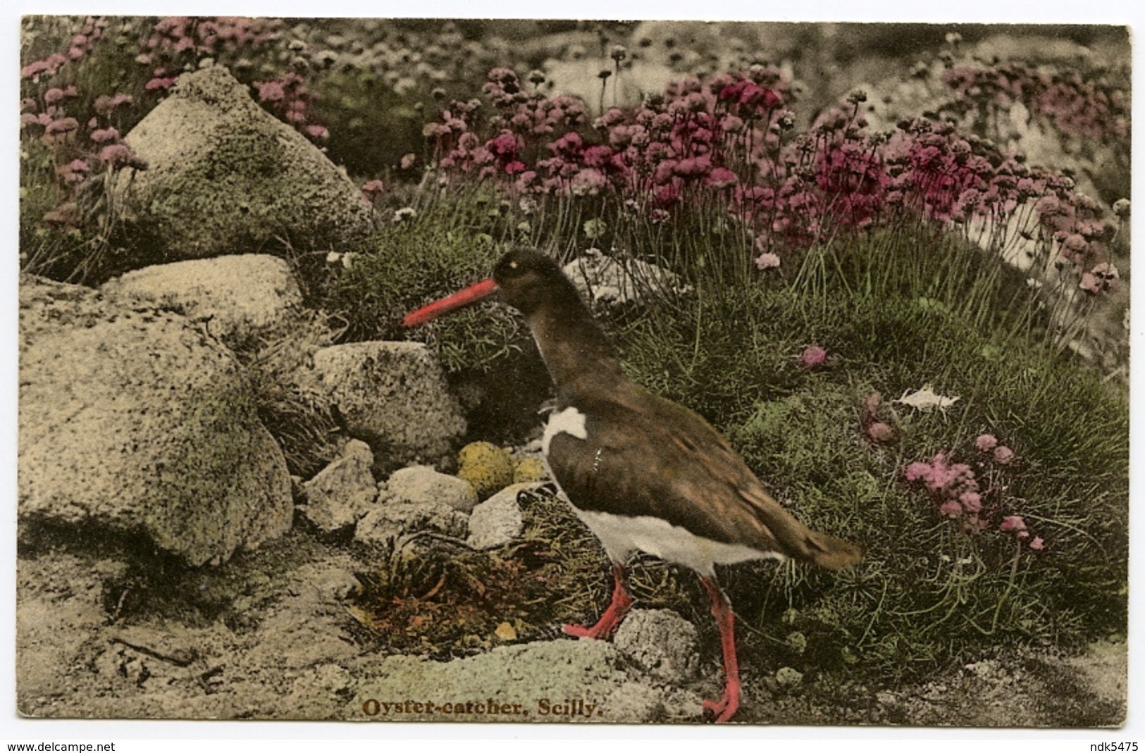 BIRDS : OYSTER CATCHER, SCILLY ISLES - Birds