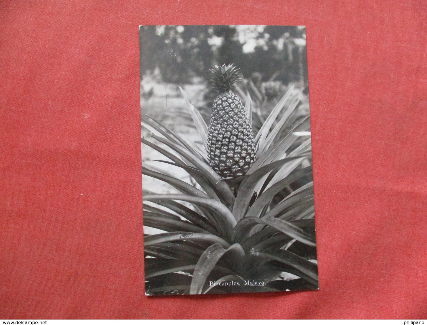 RPPC   > Malaysia Pineapple     Ref 3424 - Malaysia