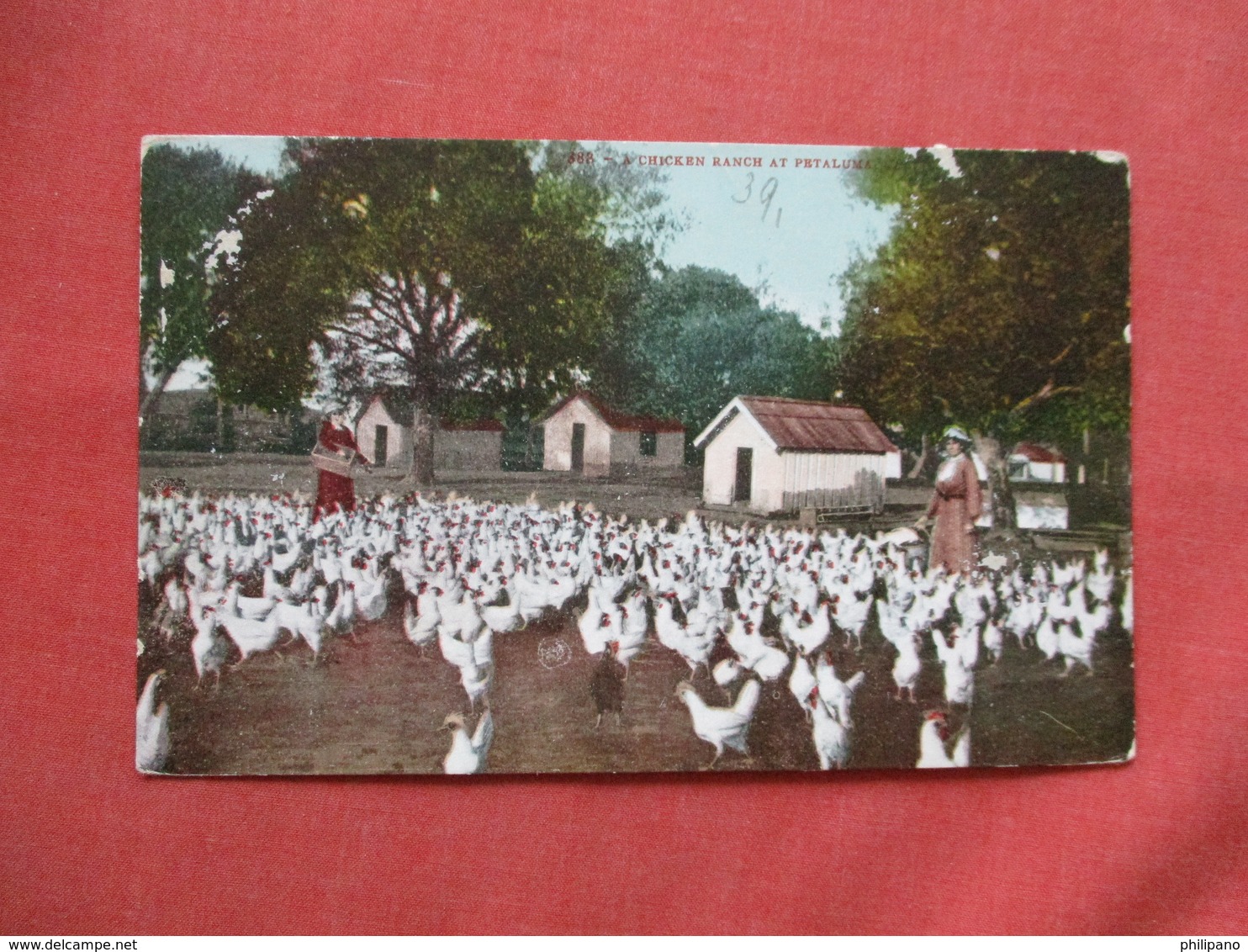 Chicken Ranch Petaluma Ca. Paper Peel On Back .  Ref 3424 - Other & Unclassified