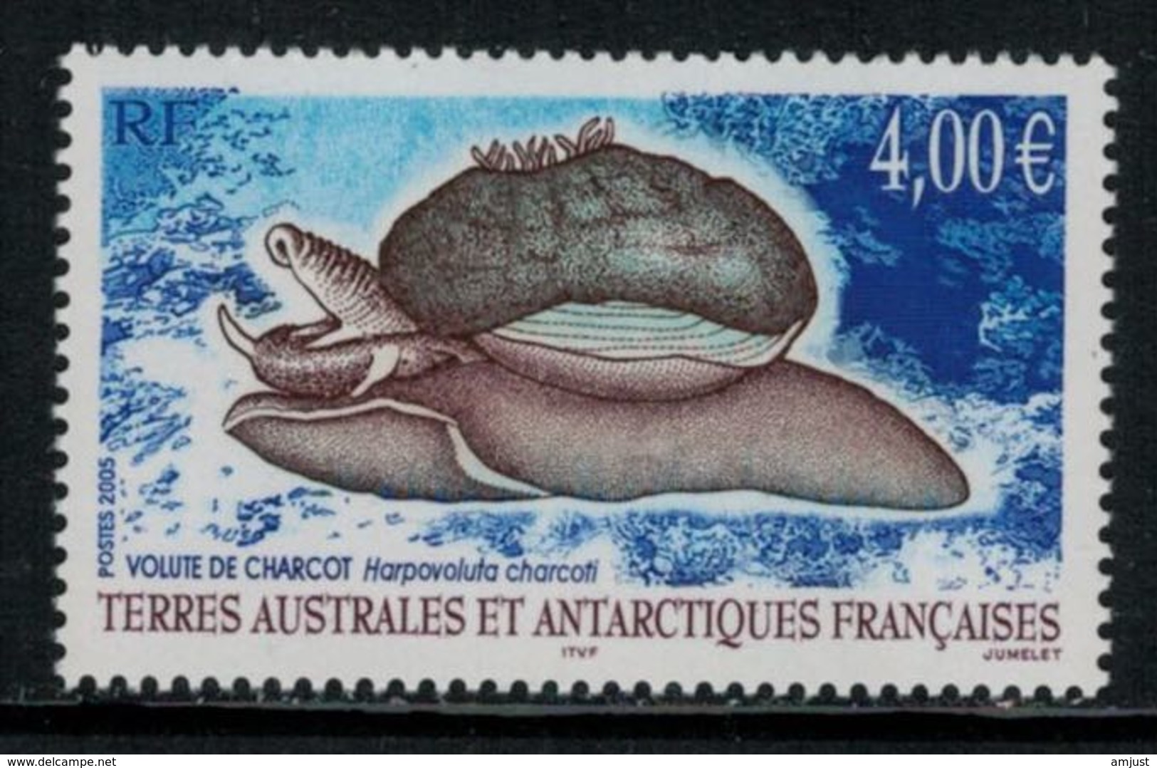 T.A.A.F. // 2005 //  No.411 Y&T Neuf** Mollusque, Volute De Charcot - Unused Stamps