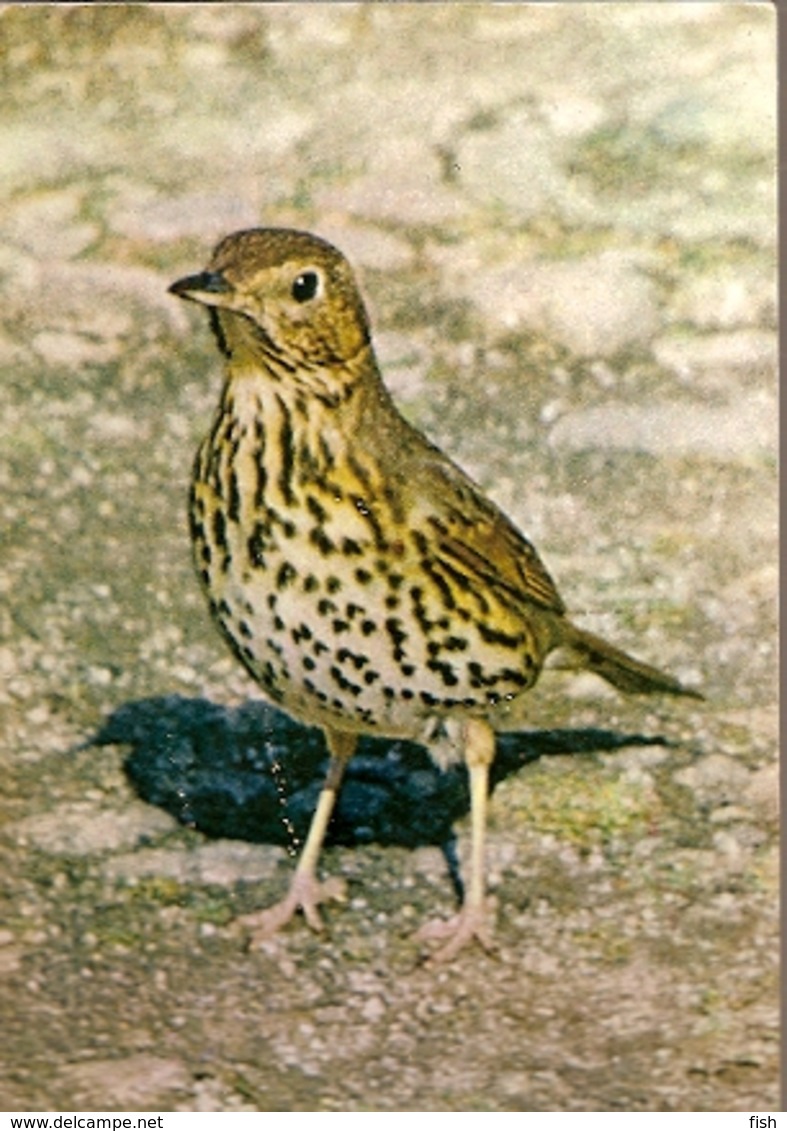 England & Circulated,  Song Thrush, Turdus Philomelos,  J. Arthur Dixon,  London, Burford 1972 (6450) - Oiseaux