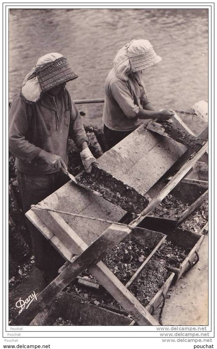 33) Bassin D&acute;Arcachon.- (Gironde)  Opération Du Détroquage -( Récolte Des Huîtres) - Arcachon