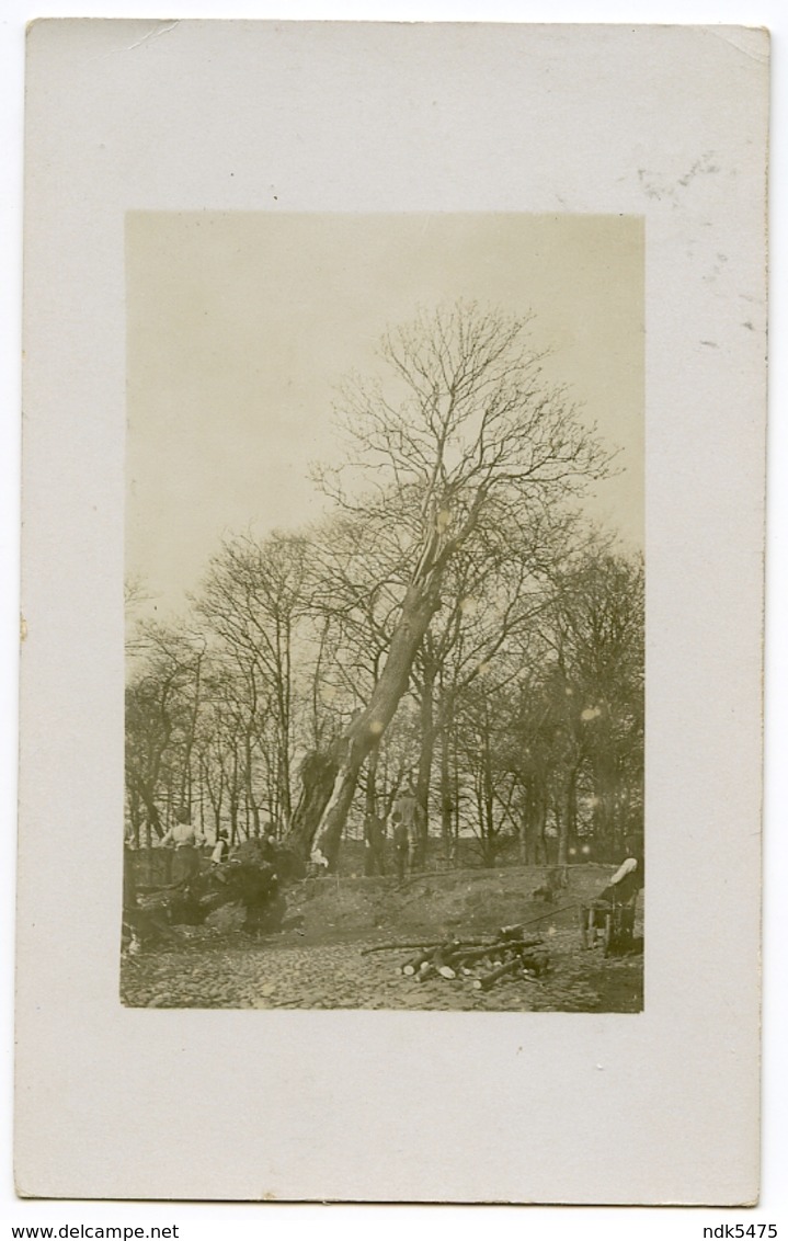 ENGLAND : ASH TREE BEING FELLED, 1910 (PRESTON / LIVERPOOL??) / ADDRESS - PRESTON, HAIGHTON / POSTMARK - LIVERPOOL EXCH. - Trees