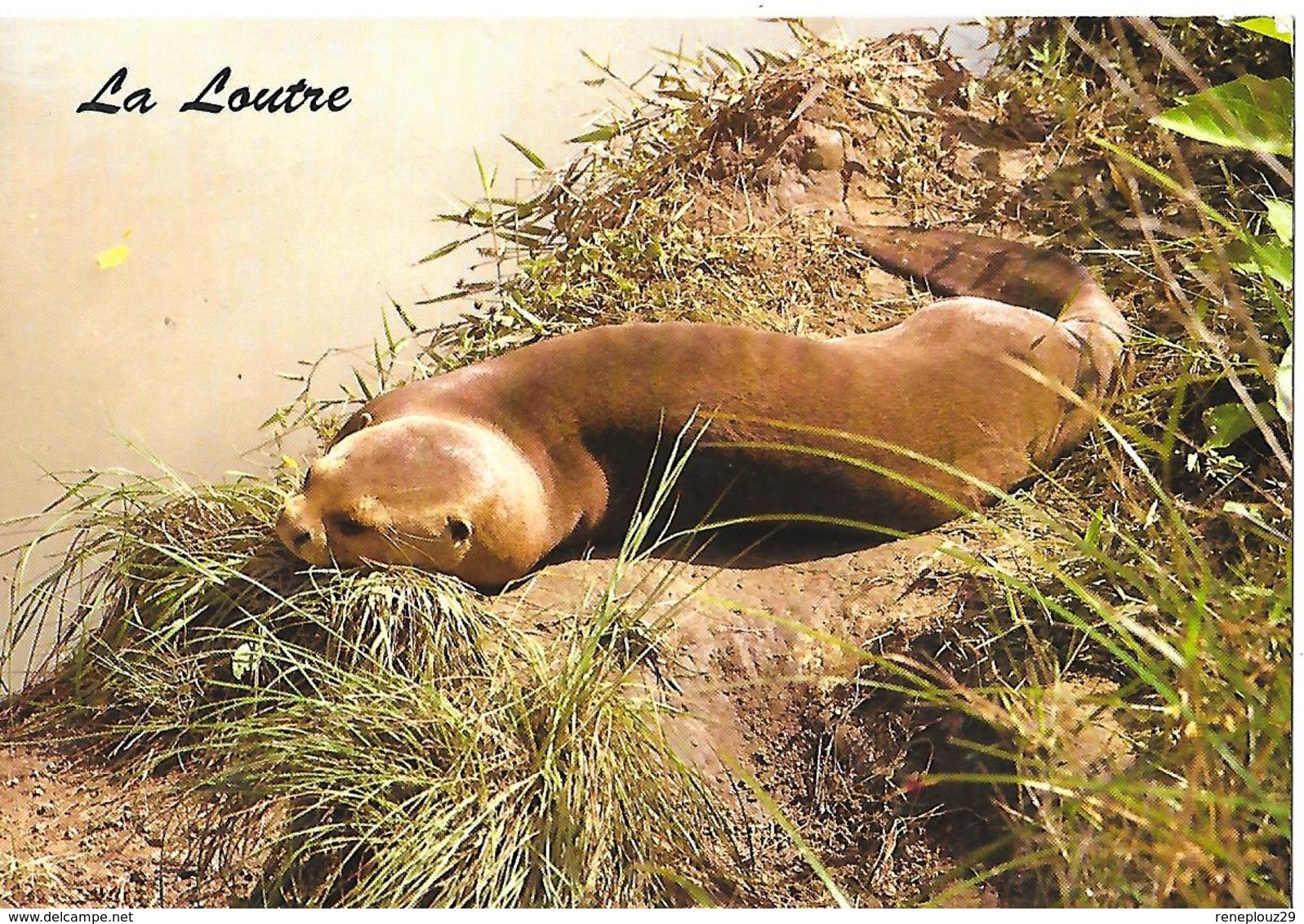 Guyane --La Loutre - Andere & Zonder Classificatie