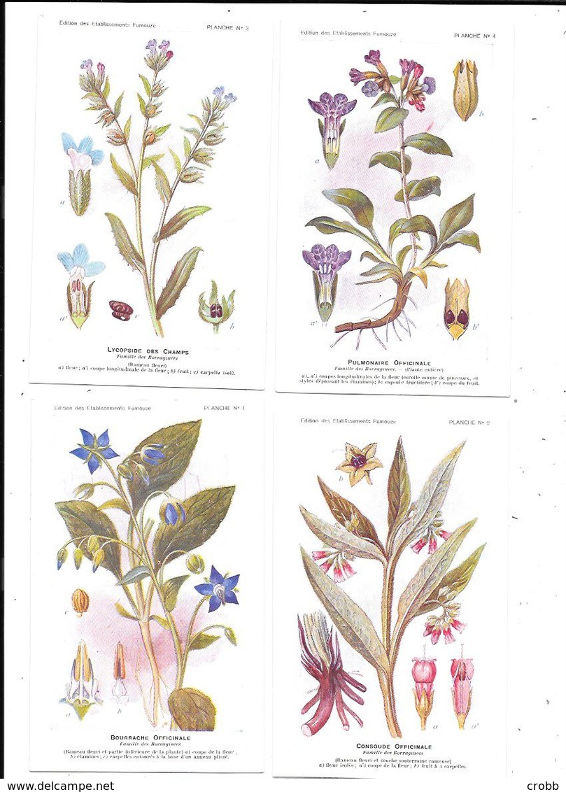 11182 - Lot De 32  CPA Planches Numérotées, Et Enveloppes,Etablissements FUMOUZE, - Medicinal Plants