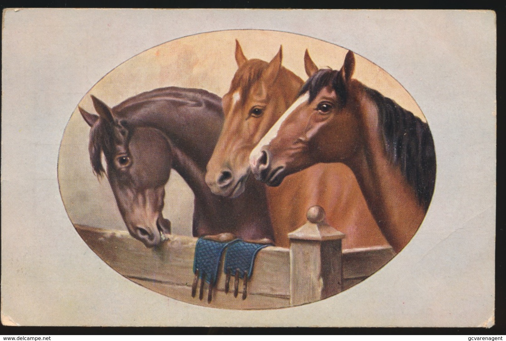 Chevaux  Paard - Chevaux