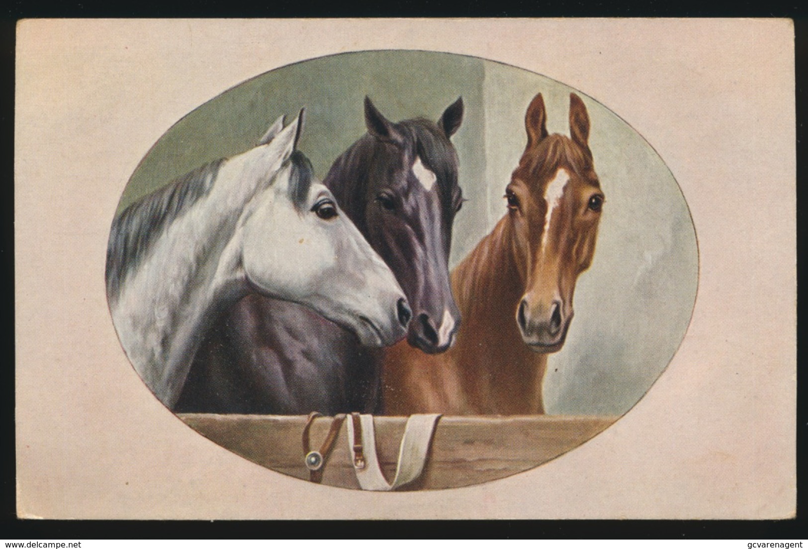 Chevaux  Paard - Chevaux