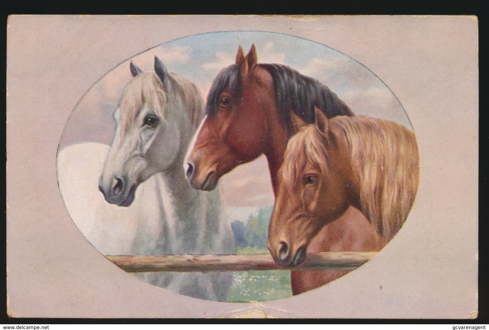 Chevaux  Paard - Cavalli