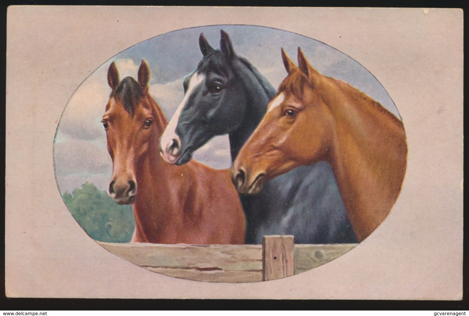 Chevaux  Paard - Paarden