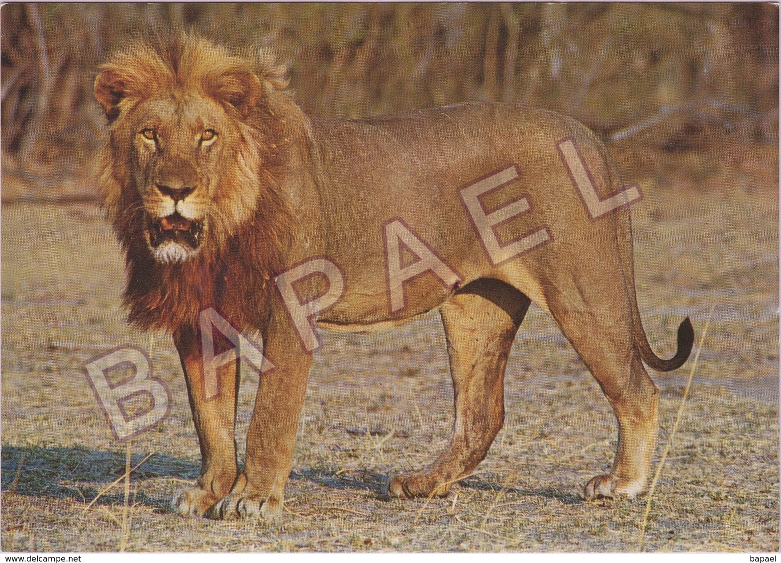 Lion D'Afrique - Parc National Hwange (Zimbabwe-Rhodésie) - Lions