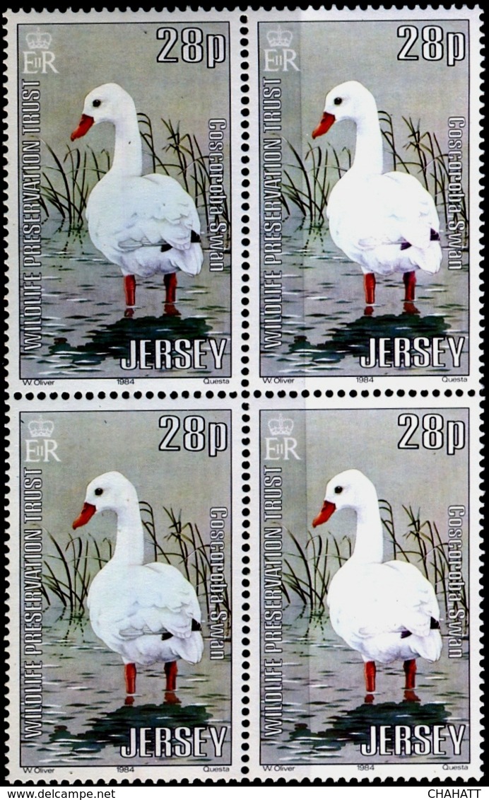 WATERFOWLS- COSCOROBA SWAN -WILDLIFE PRESERVATION TRUST- BLOCK OF 4-VARIETY- JAMAICA-1984- SCARCE-MNH-B9-793 - Cigni