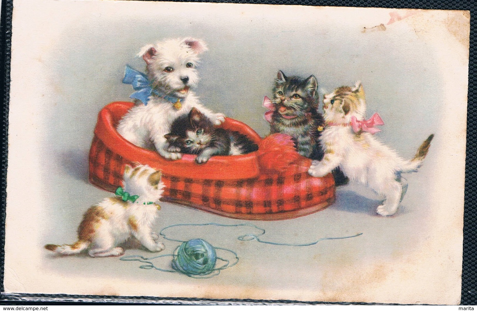 Chats Et Chien  -cats Dog- Poes Hond -katzen Hunde - Gatti