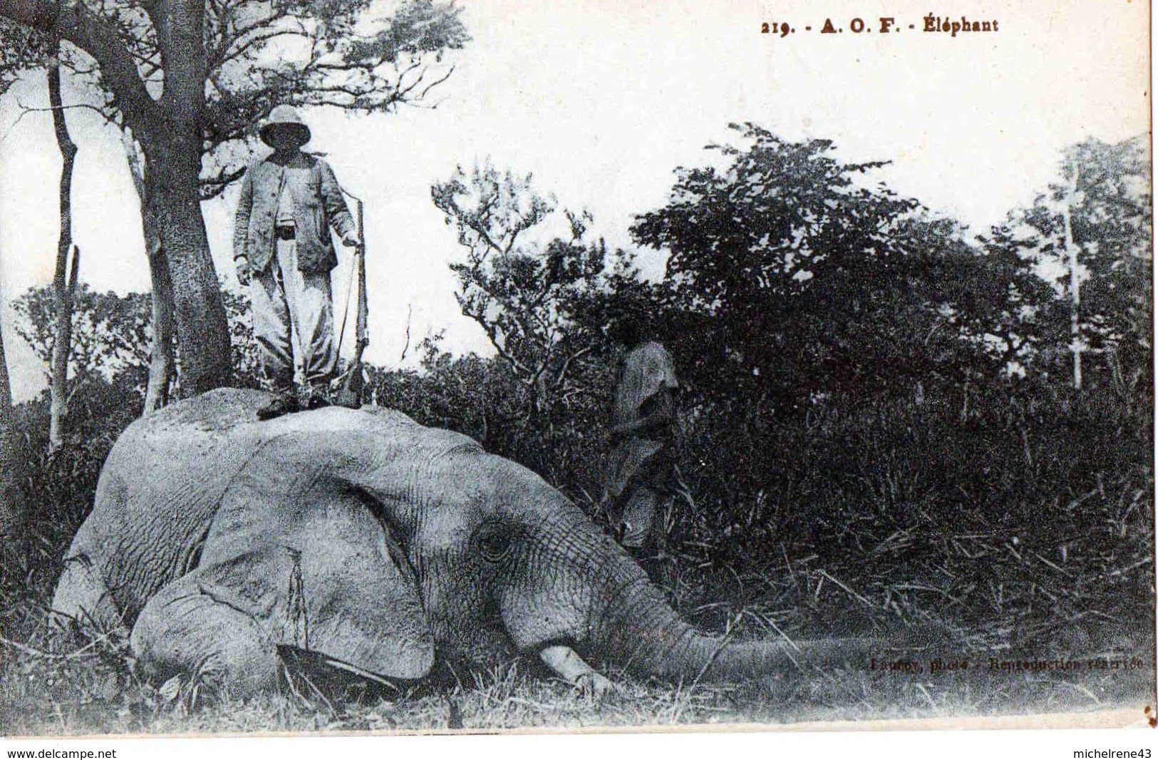 AFRIQUE OCCIDENTALE FRANCAISE - Chasse à L' ELEPHANT - PHOTO LAUROY - Unclassified