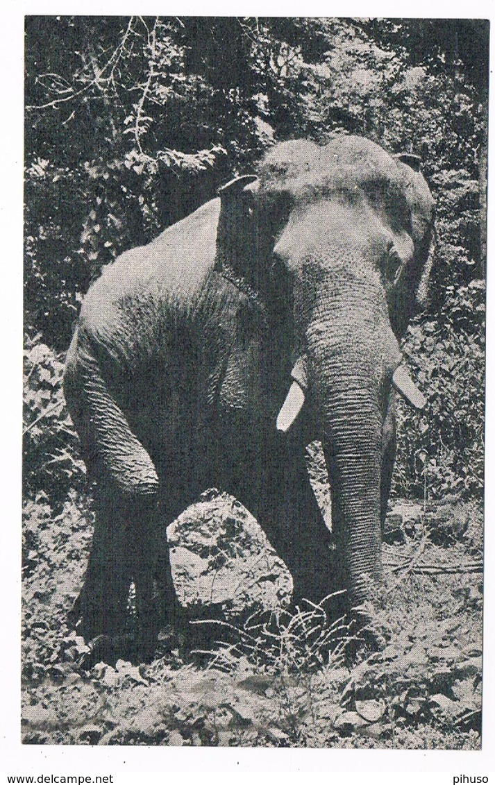 OLI-1   Card With An ELEPHANT - Éléphants