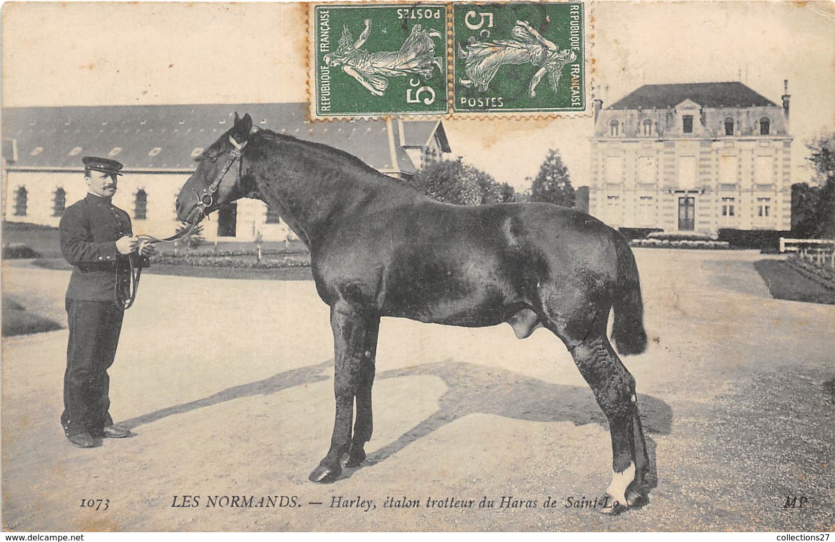 50-SAINT-LO- HARLEY, ETALON TROTTEUR DU HARAS DE SAINT-LO - Saint Lo