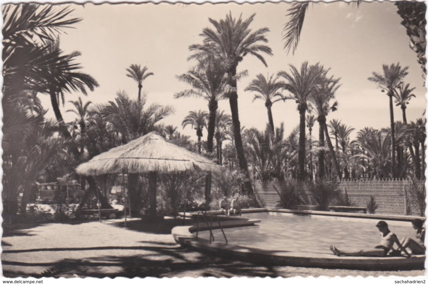 Gf. ELCHE. Huerto Del Cura. Camping 'Palmeral'. Piscina. 30 - Alicante