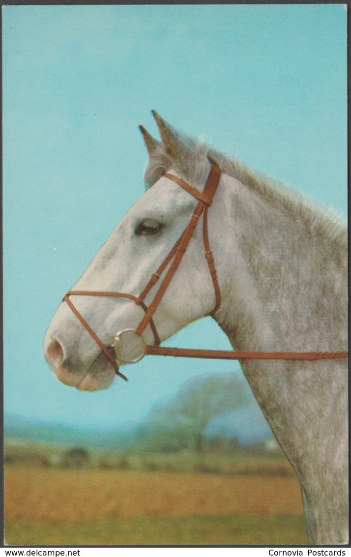 The Grey Horse, C.1970 - Salmon Postcard - Horses