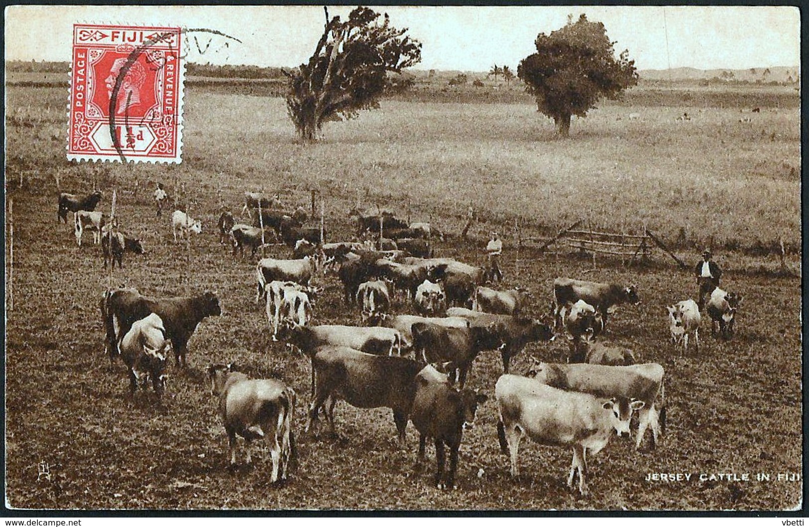 Jersey Cattle In Fiji   1932 - Figi