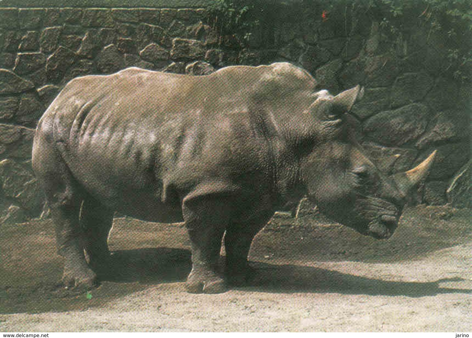 Rhinoceros ..used - Rhinocéros