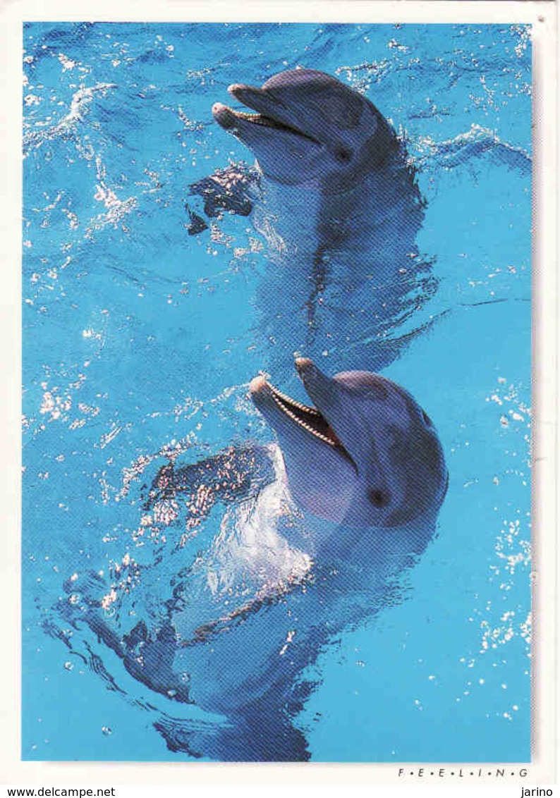 Dolphins ..used - Dolphins