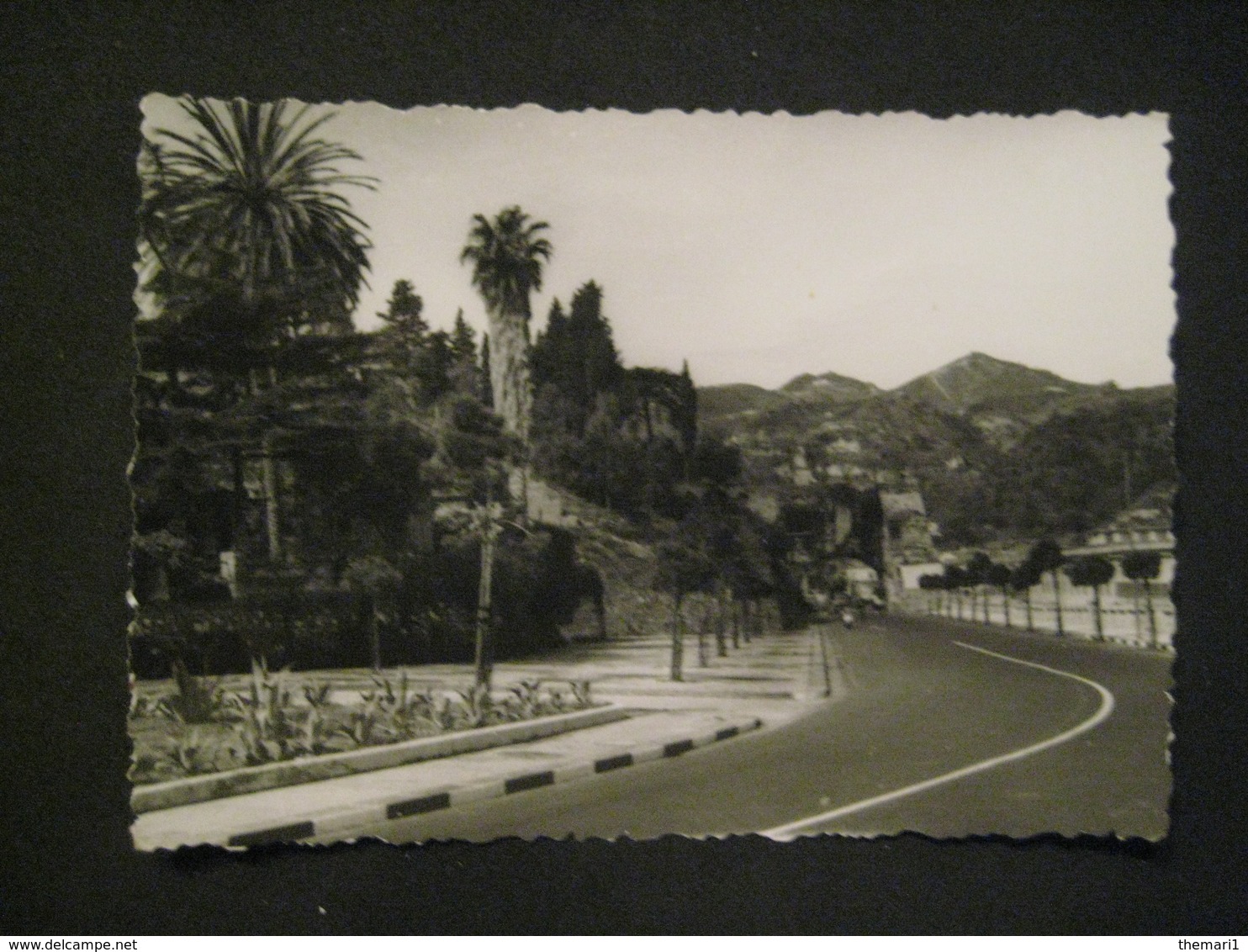 FOTO 1960 SICILIA SICILY MESSINA STRADA PALME - Luoghi