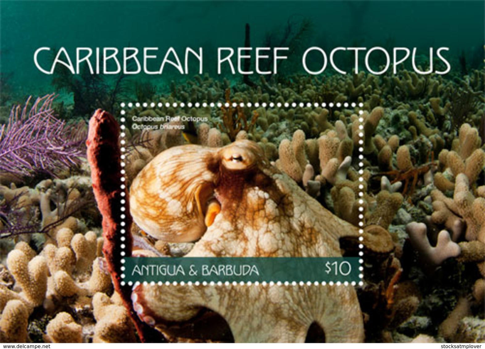 Antigua And Barbuda 2018 Fauna CARIBBEAN REEF OCTOPUS    I201901 - Antigua And Barbuda (1981-...)