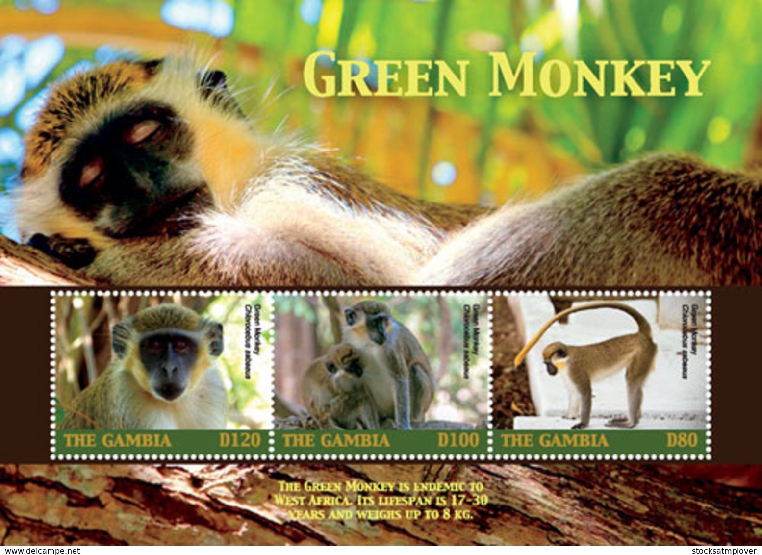 Gambia 2018  Fauna  Green Monkey  I201901 - Gambia (1965-...)
